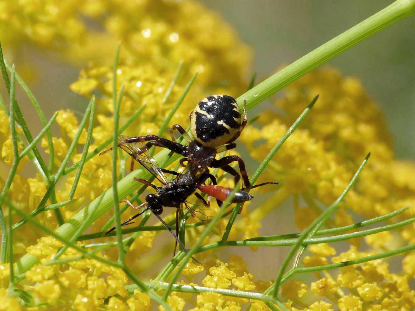 Synema globosum con Pompilidae? - Tolfa (RM)